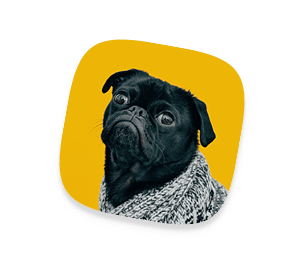 A black bulldog